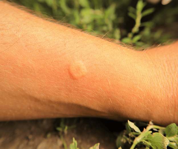 Where do Yellowjackets Go When it Gets Cold?